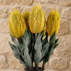Pack of 6 x 75cm Banksia Menziesii Yellow Flower Stem Artificial