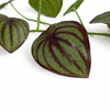 160cm Artificial Watermelon Peperomia Botanik Garland Hanging Decoration - Premium Quality