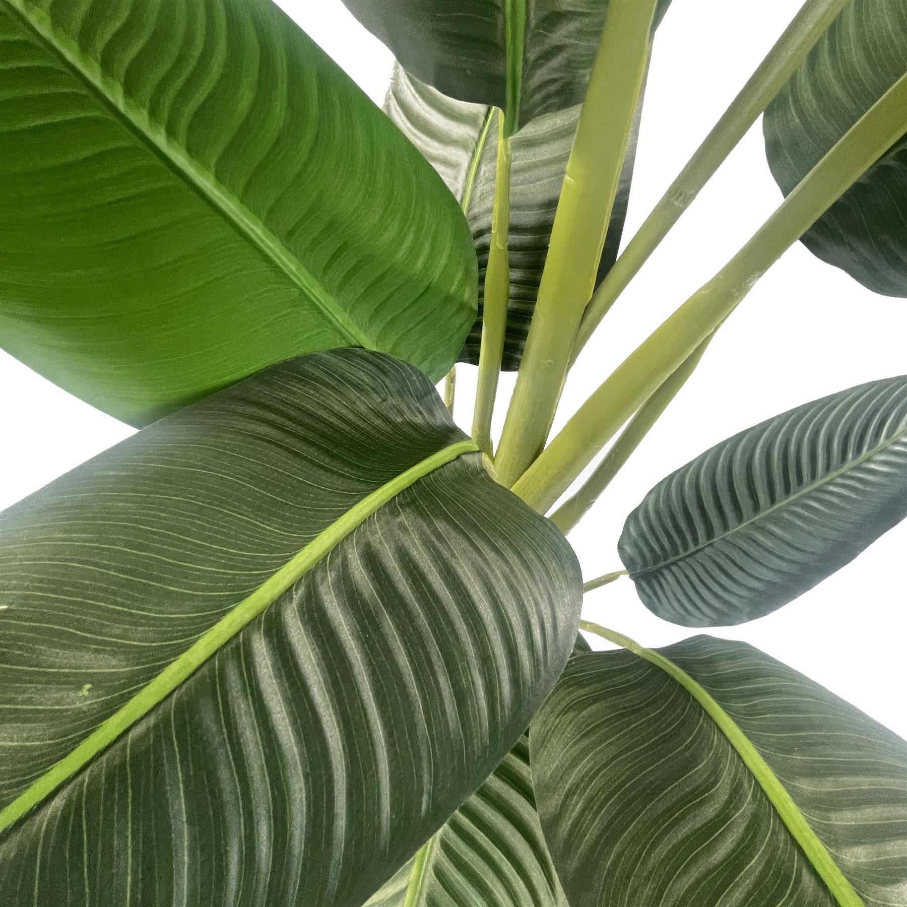 150cm UV Traveller Banana Palm Tree - Premium Quality