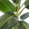 150cm UV Traveller Banana Palm Tree - Premium Quality