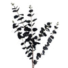 Pack of 6 x 80cm Black Eucalyptus Foliage Stem - Premium Quality