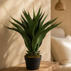 Artificial Yukka Tropical Plastic Pot 55cm Plants
