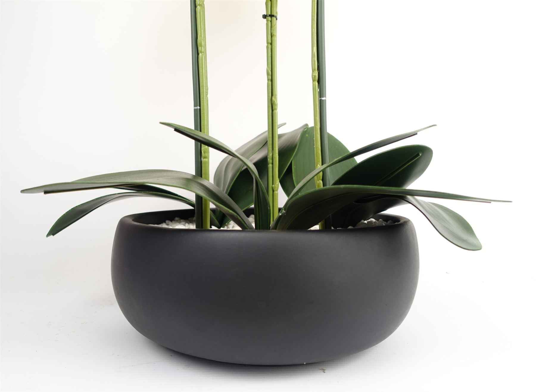 Orchid Yellow - Black Ceramic Planter