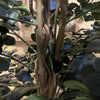 180cm Fire Retardant Black Olive Tree with 2925 Leaves and Natural Trunk - Premium Quality