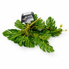 25cm Realistic Monstera Stem Plant - Dark Green