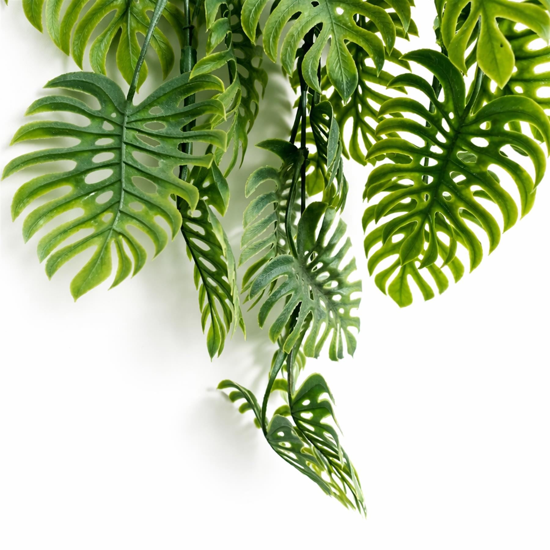 Pack of 6 x 80cm Trailing Tropical Monstera Plant - Sage Green