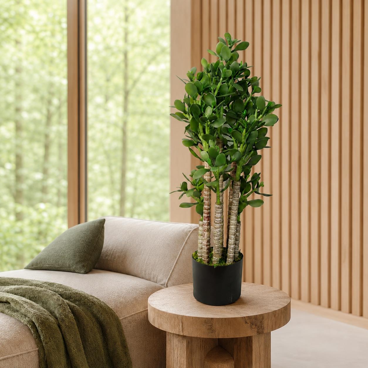 Green Jade Plant 75cm