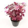 Artificial Plant Purple Shamrock Pink Flowers Potted Botanik