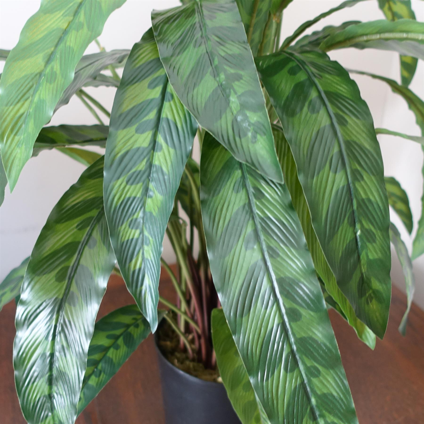 60cm Variegated Artificial Calathea Plant with pot