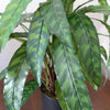 60cm Variegated Artificial Calathea Plant with pot