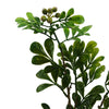 45cm Artificial Aglaia Odorata Bonsai Ficus Tree - Premium Quality