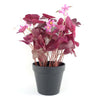 Artificial Plant Purple Shamrock Pink Flowers Potted Botanik