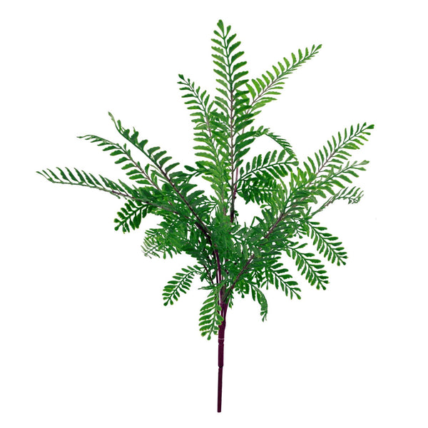 6 x 55cm Himilayan Maidenhair Fern Bush Dark Green Plant - Premium Quality