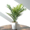 50cm Artificial Mini Palm Tree - Premium Quality