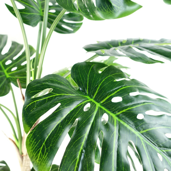 Luxury Monstera Cheese Plant Black Pot