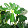 Artificial Ficus Tree Plant 95cm Arboricola Plants