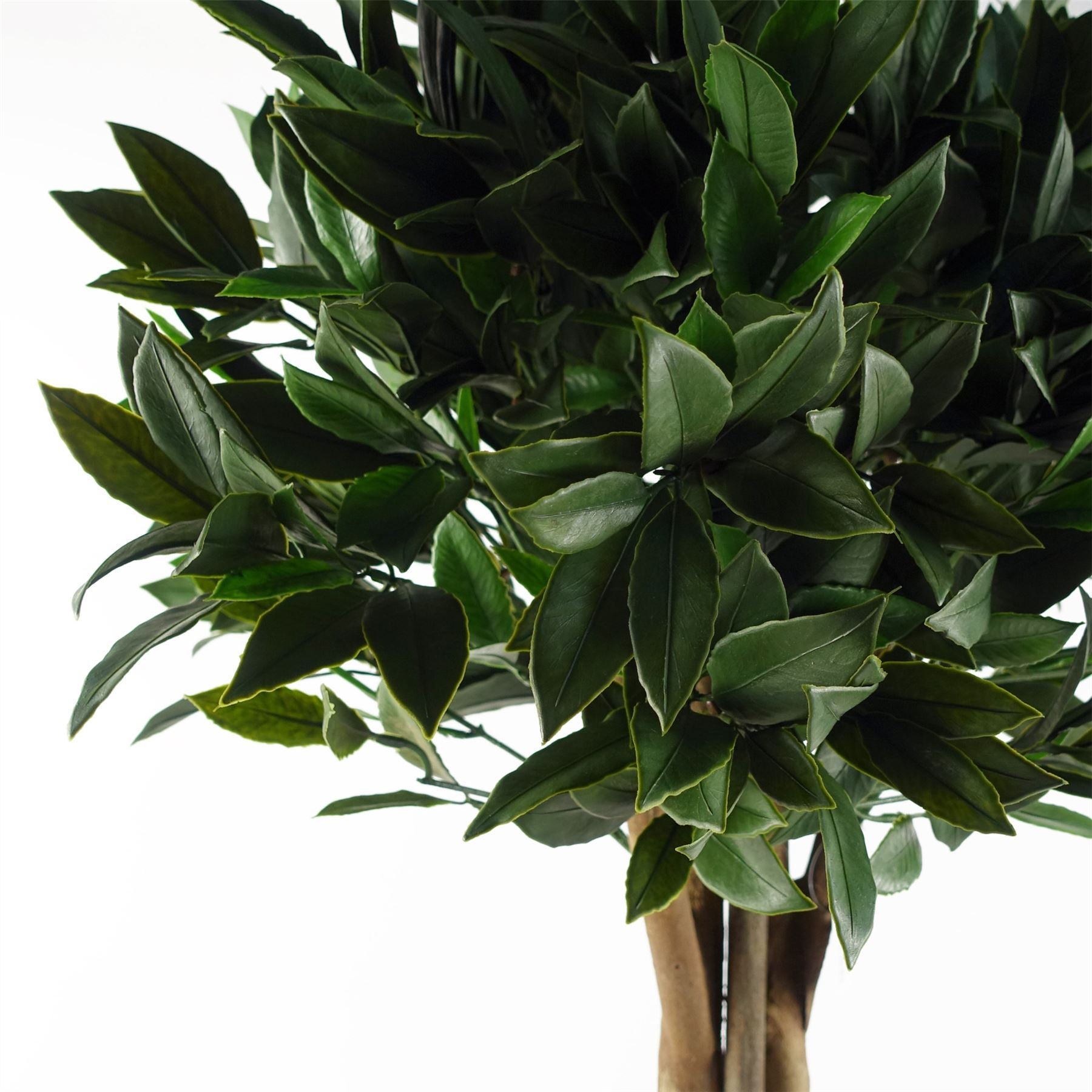 120cm Pair of Bay Tree Laurel UV Resistant Outdoor Topiary - Premium Quality