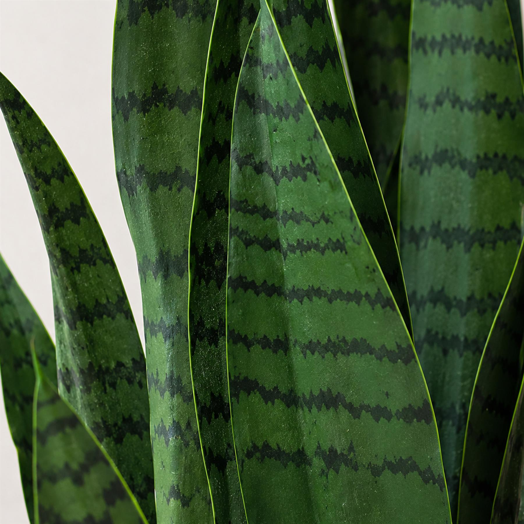 70cm Artificial Sansevieria Dark Green - Premium Quality