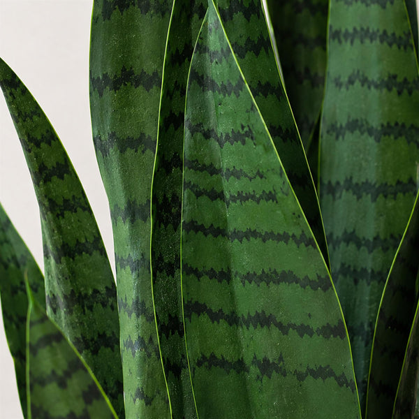 70cm Artificial Sansevieria Dark Green - Premium Quality