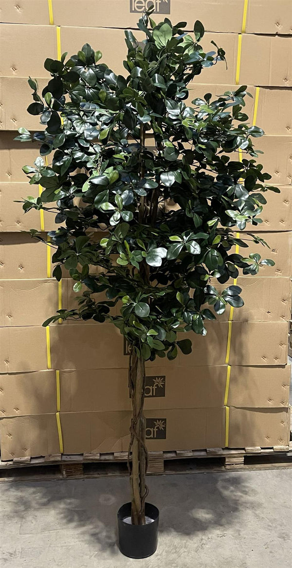 180cm Fire Retardant Black Olive Tree with 2925 Leaves and Natural Trunk