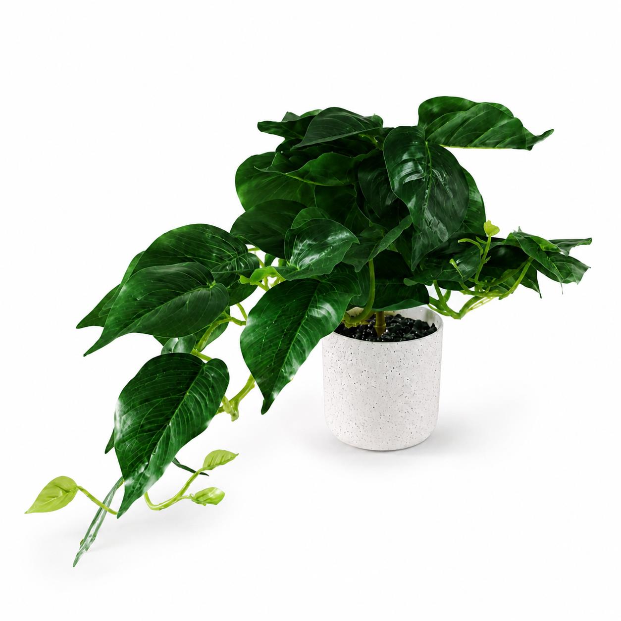 30cm Mini Pothos in Decorative White Pot