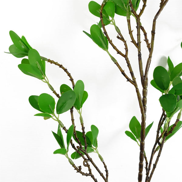 Pack of 6 x 100cm Mini Botanik Ficus Stem - Premium Quality