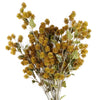 Pack of 6 x 85cm Craspedia Stem Yellow Artificial - Premium Quality