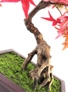 Artificial Bonsai Tree Red Maple Bonsai 50cm Leaf Design Trees Realistic Plant Botanik