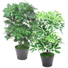 55cm Variegated Artificial Arboricola Plant
