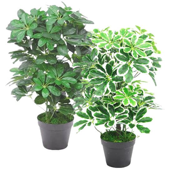 55cm Variegated Artificial Arboricola Plant