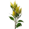 Pack of 6 x 55cm Callistemon Pallidus Yellow Bottle Brush Stem - Premium Quality