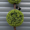 120cm Pair of Green Triple Ball Topiary Trees - Premium Quality