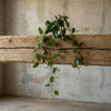 Pack of 6 x 55cm Artificial Trailing Ficus Vine Stem - Premium Quality