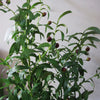 Artificial 120cm Olive Tree Natural Style