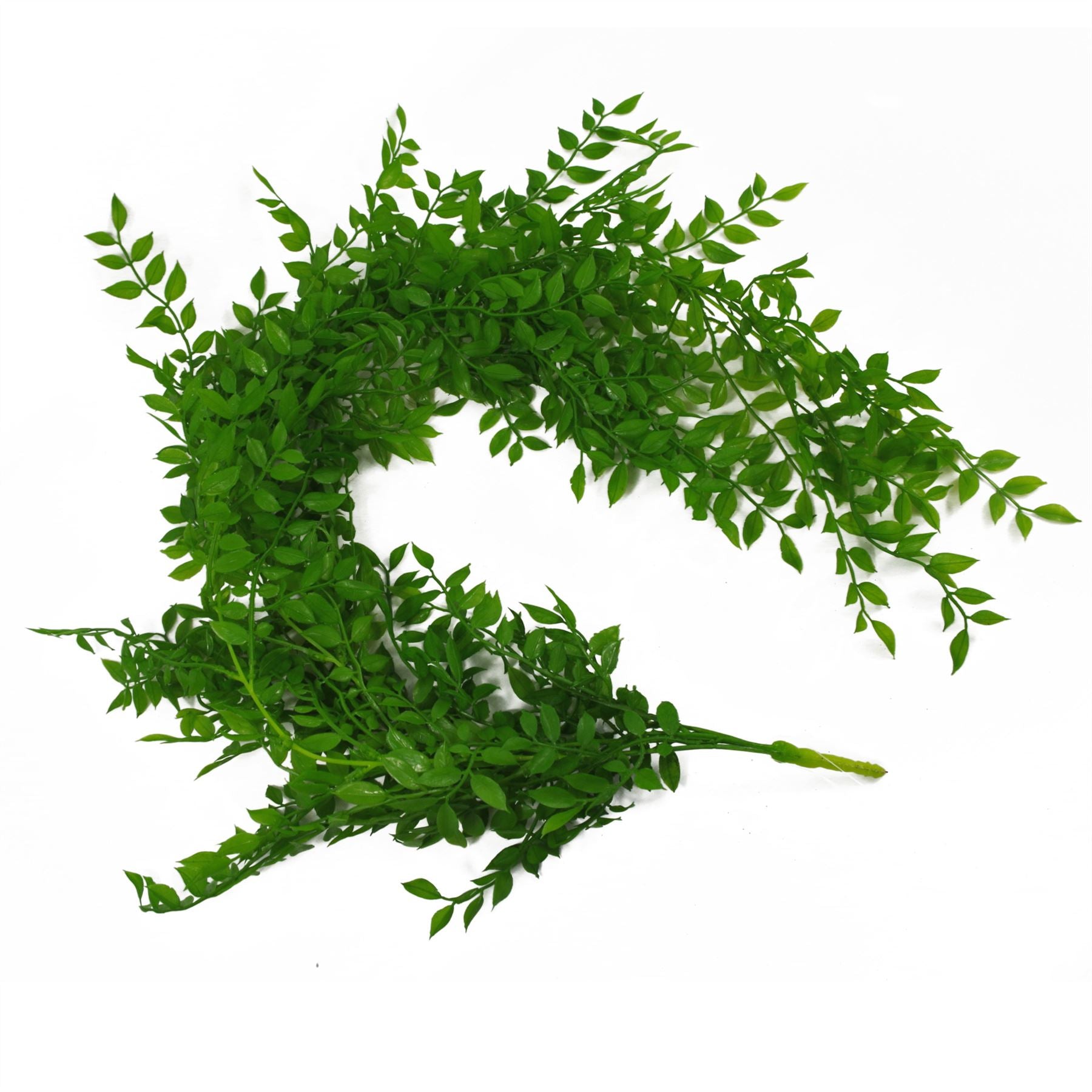 Hanging String of Pearls Fern Plant Light Green 100cm