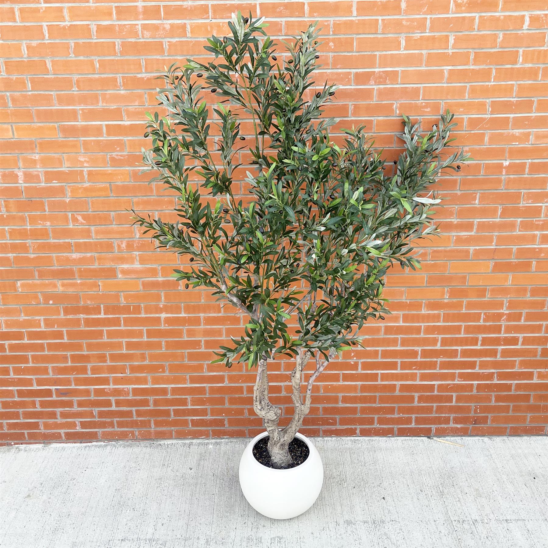 250cm XXL Olive Tree
