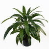 60cm Variegated Artificial Calathea Plant with pot