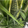 100cm Artificial Yukka Display in Pot Artificial - Premium Quality