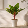 38cm Potted Artificial Calathea Veitchiane