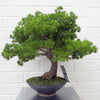 Artificial Bonsai Tree 50cm Luxury Pine Desktop Plants
