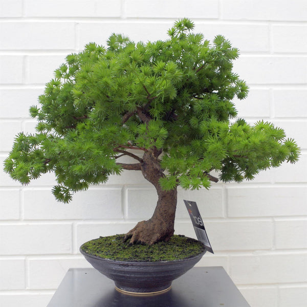 Artificial Bonsai Tree 50cm Luxury Pine Desktop Plants