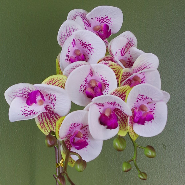 48cm Harlequin Orchid Artificial - Pink with Gold Pot