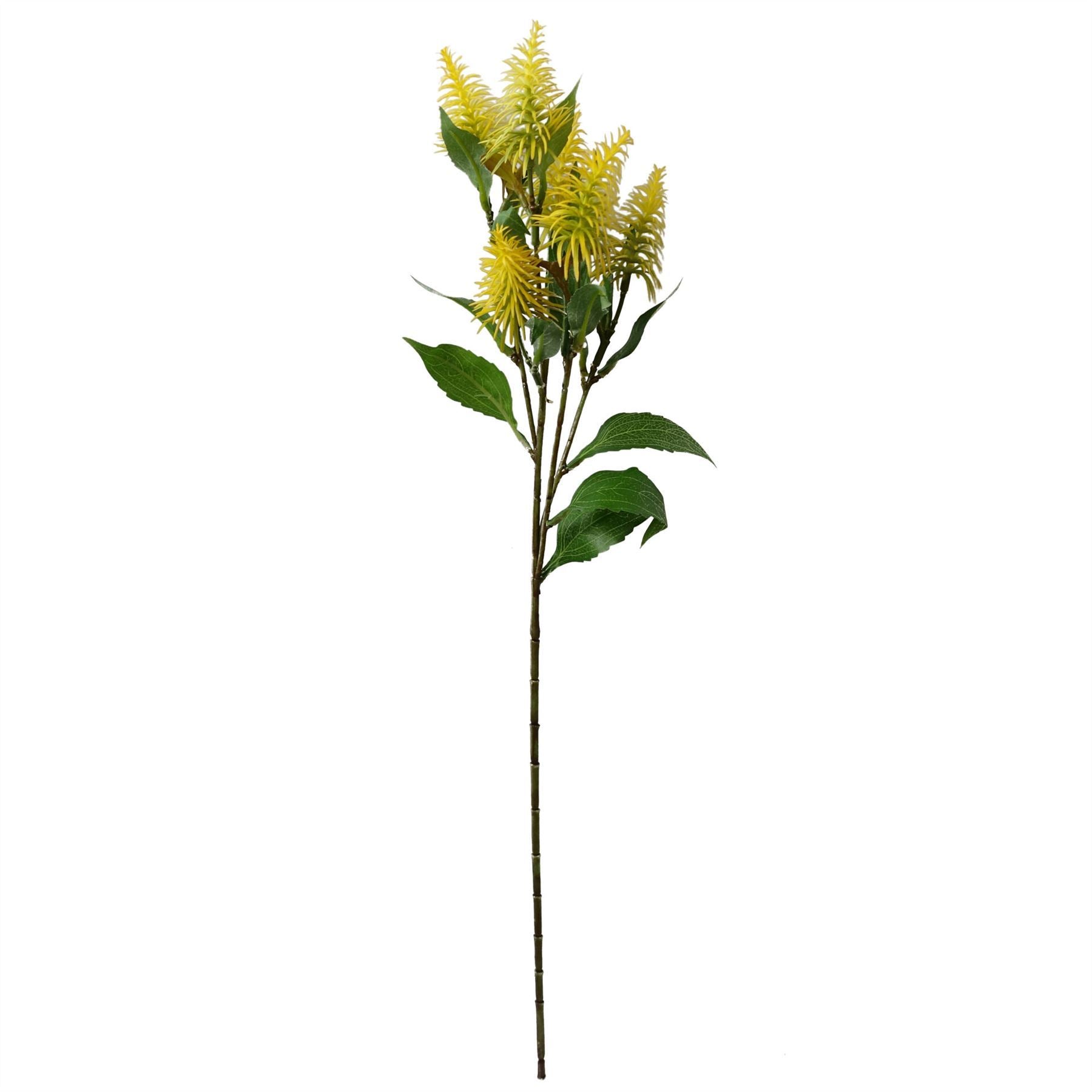 Pack of 6 x 55cm Callistemon Pallidus Yellow Bottle Brush Stem - Premium Quality