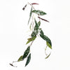 110cm Artificial Hanging Trailing Begonia Maculata Spotted Plant