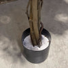 180cm Fire Retardant Black Olive Tree with 2925 Leaves and Natural Trunk - Premium Quality