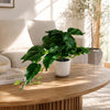 30cm Mini Pothos in Decorative White Pot