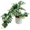 30cm Artificial Variegated Green Potted Monstera Trailing Plant - Premium Quality