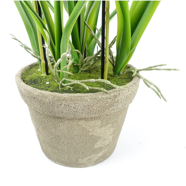 Oncidium Orchid Yellow in Stoneware Planter