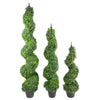 Buxus Boxwood Spiral Trees 120cm Buxus Pair