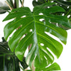 150cm (5ft) Luxury Monstera Plant Black Pot Copper Metal Planter - Premium Quality